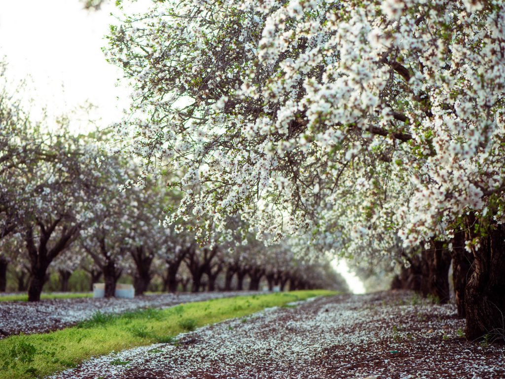 Almond orchard blossoming in the Central Valley